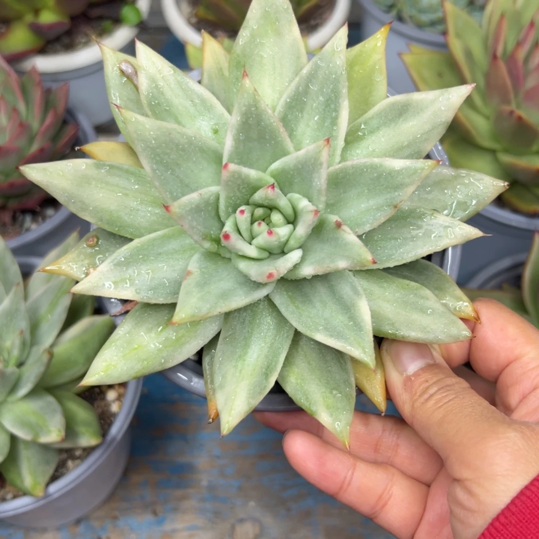 多肉植物一物一拍06