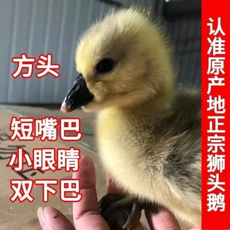 呆萌宠物特大种活体顺丰包邮包活到家【狮头鹅】