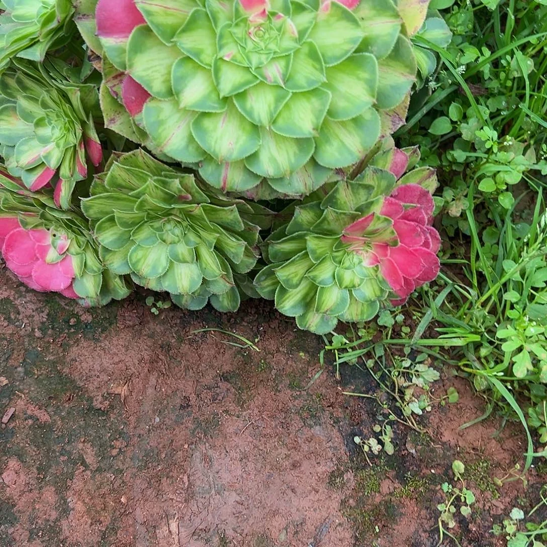 未***6精品多肉植物153知否