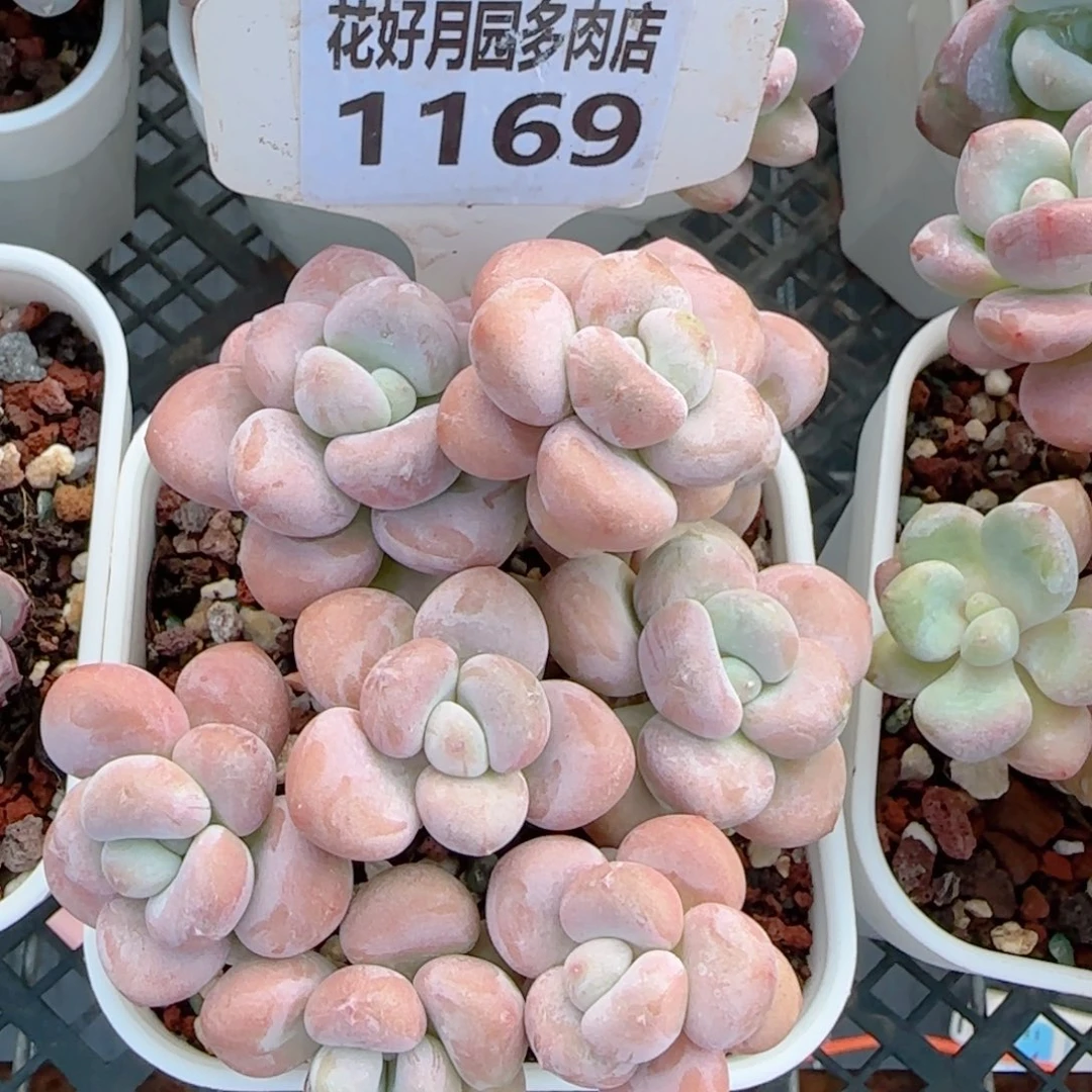 多肉植物1169………….