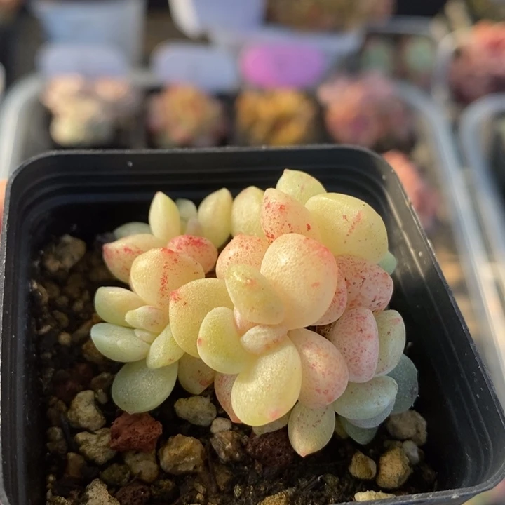 冰玉石化 多肉 11.3