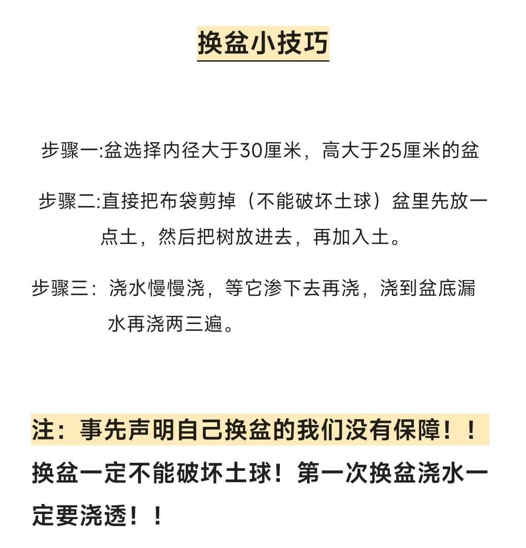 紫水晶-换盆链接