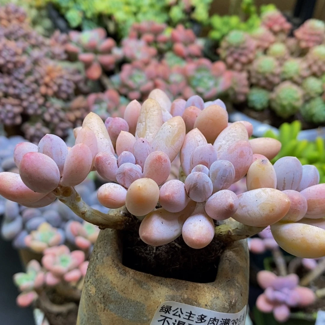 228香水手指10cm多肉