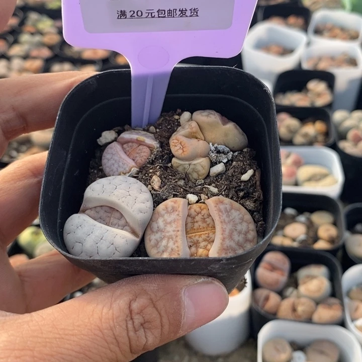 Y****此387生石花小苗