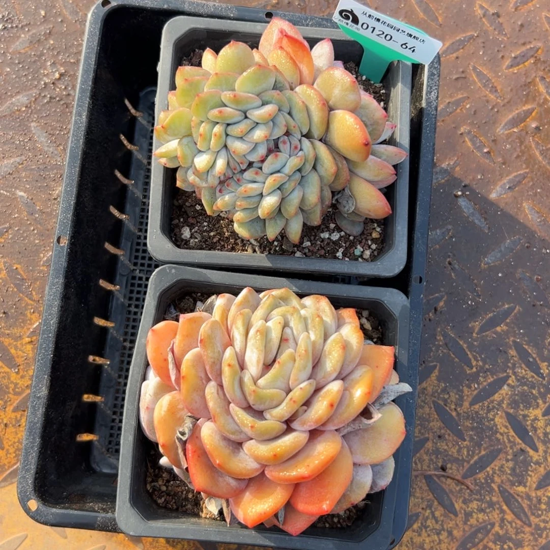 多肉一物一拍编号0120-64