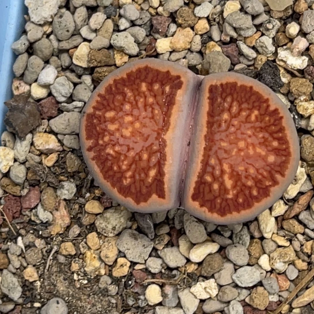 7625岛田红窗菊1尺寸2.7