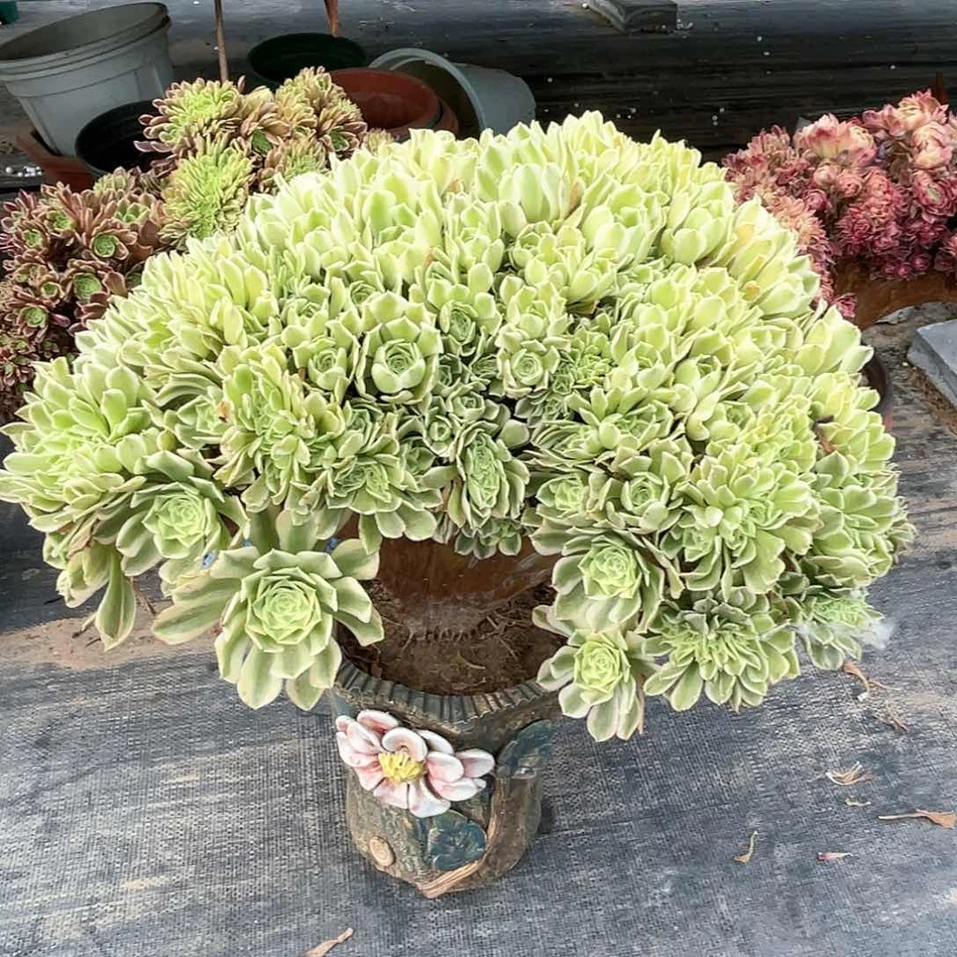 【闪购商品】无花朵绿豆沙
