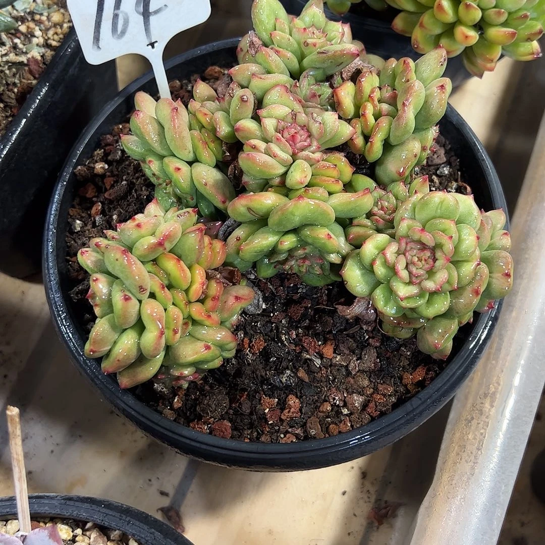 苹果花164号多肉植物