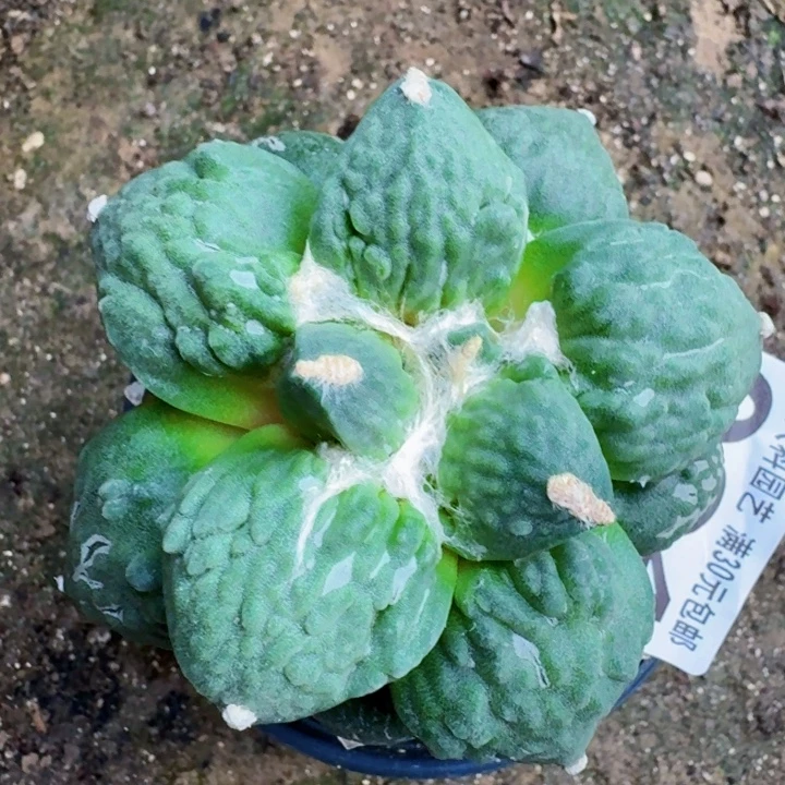 无花朵094蓝白肌大尤怒涛东四9