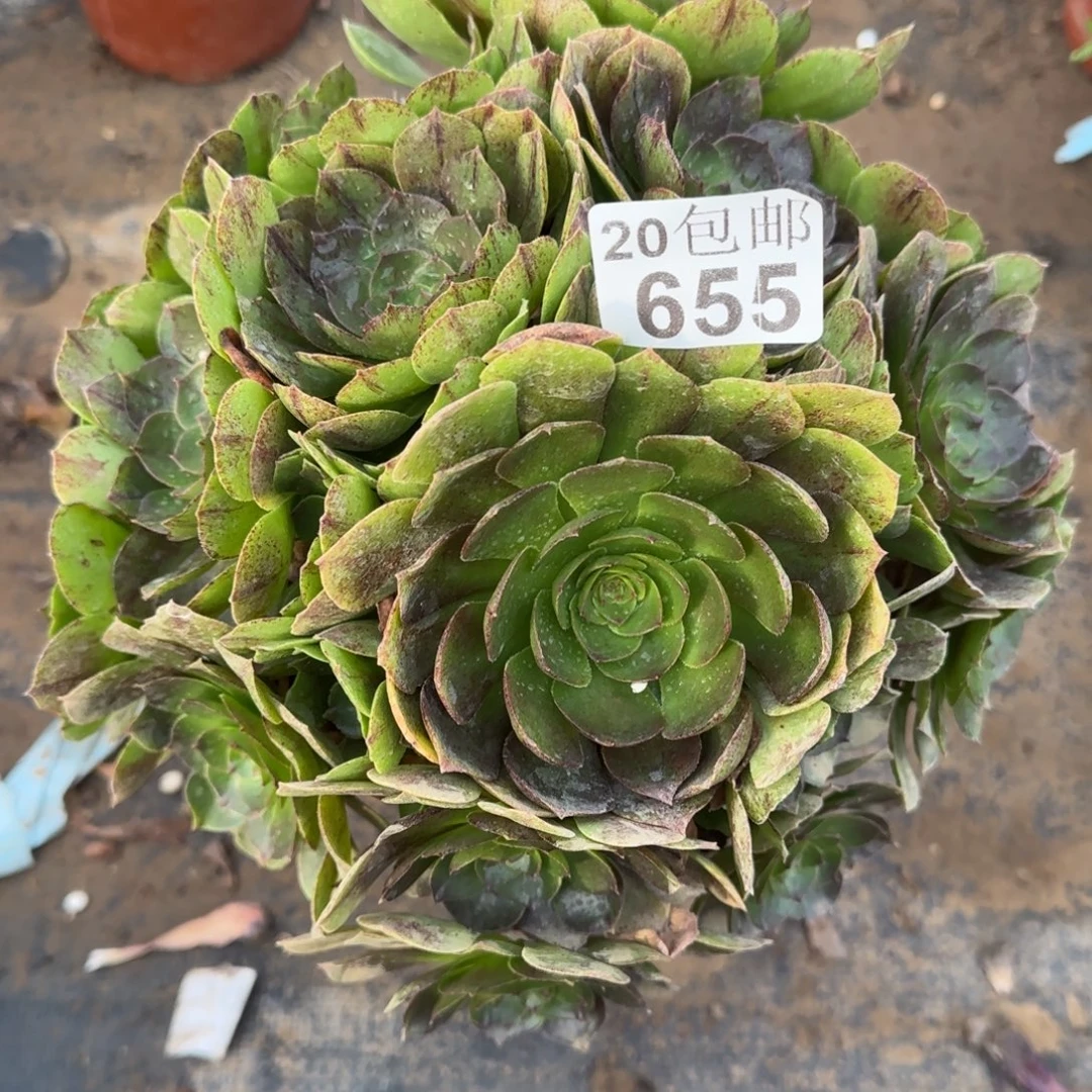 万拉丝655满20包邮断枝不包