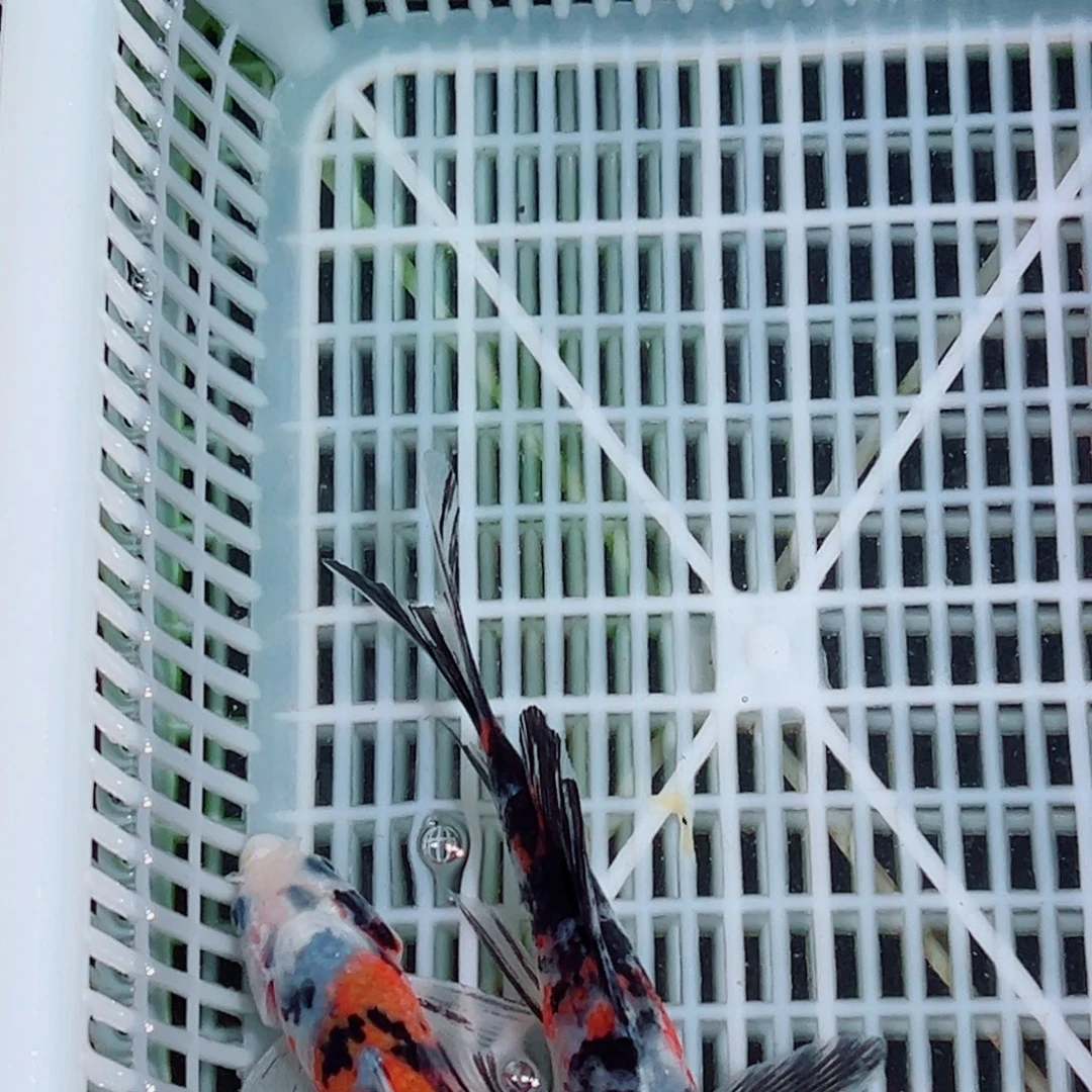 海水鱼锦鲤观赏鱼