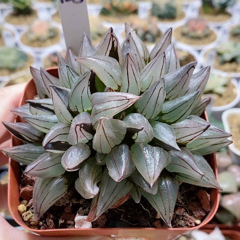 【闪购商品】125西瓜寿母本