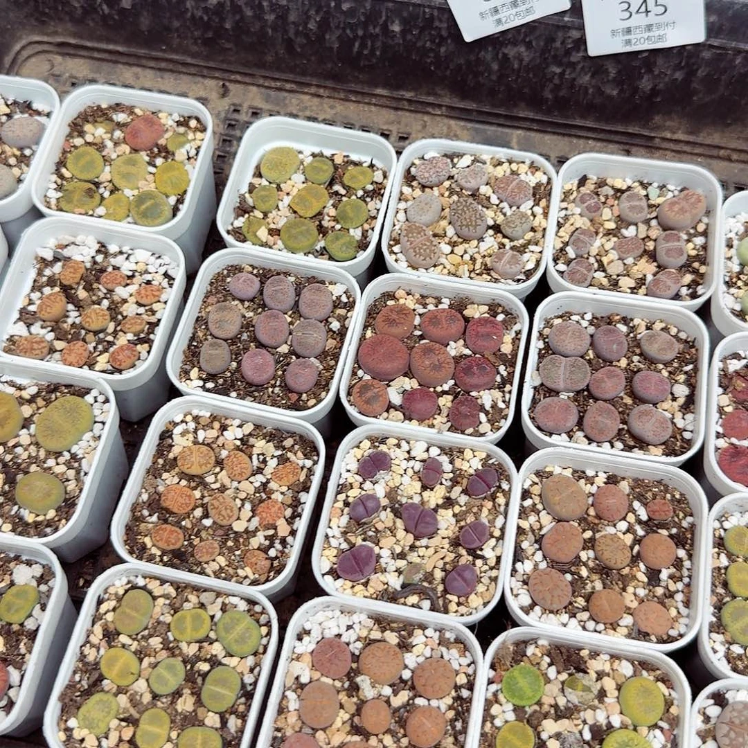 你说吧别管他们什么时间346这个