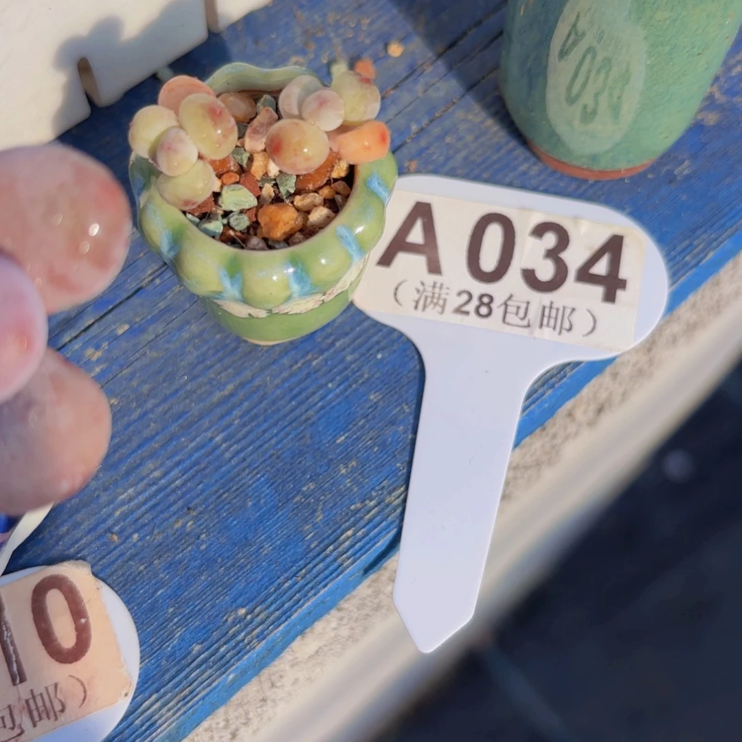 A034萤火虫一物一拍