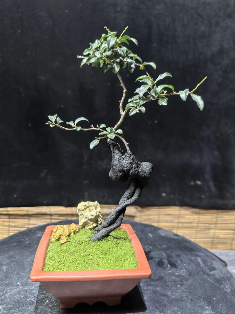 金弹子原生茶台小品