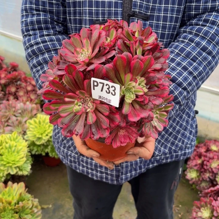 瑞妈，，。。733同花顺