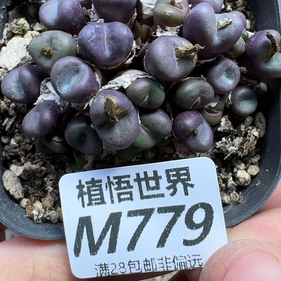 多肉植物的润泽fhnn