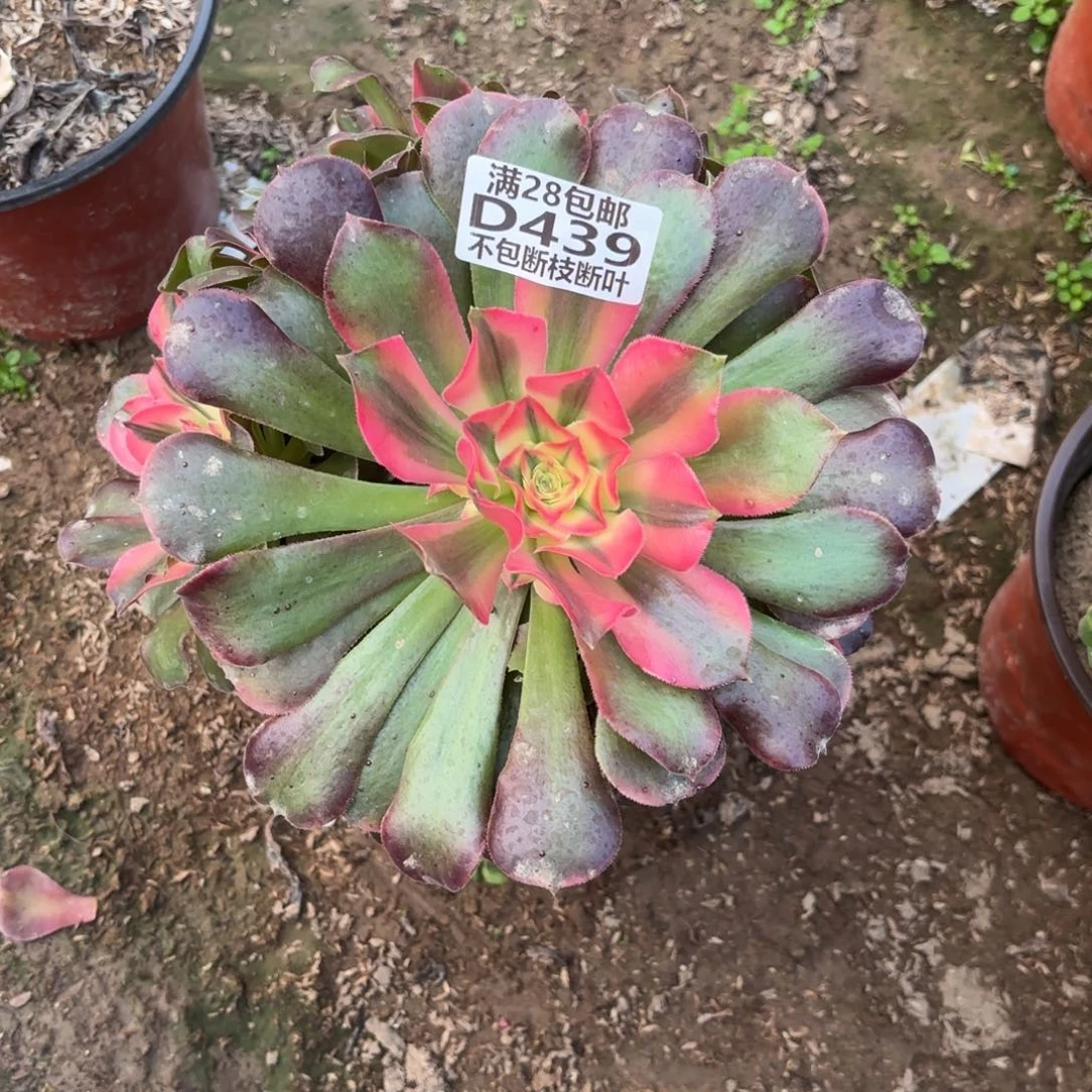 M. 439香妃多肉12233