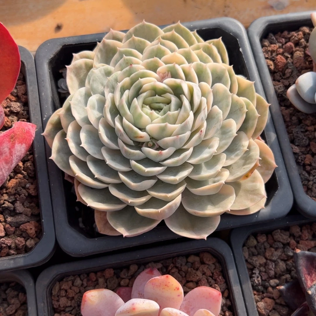 多肉昂斯诺锦【非偏远地区满18包邮】