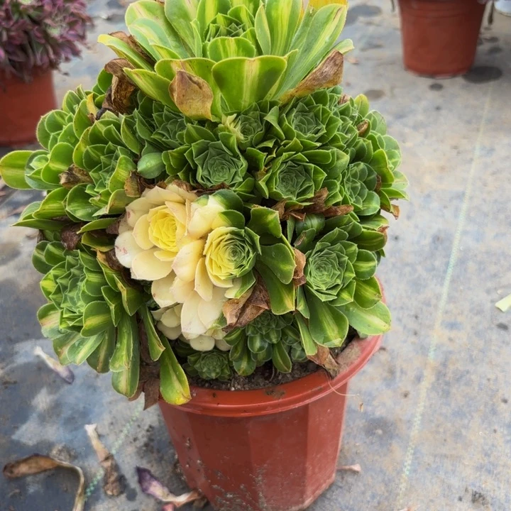 瑞妈多肉团子.067