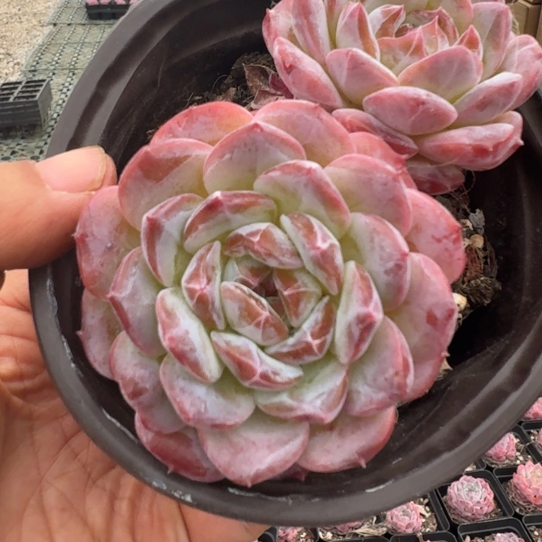 冰糖水晶110杯双头5厘米5棵不售后