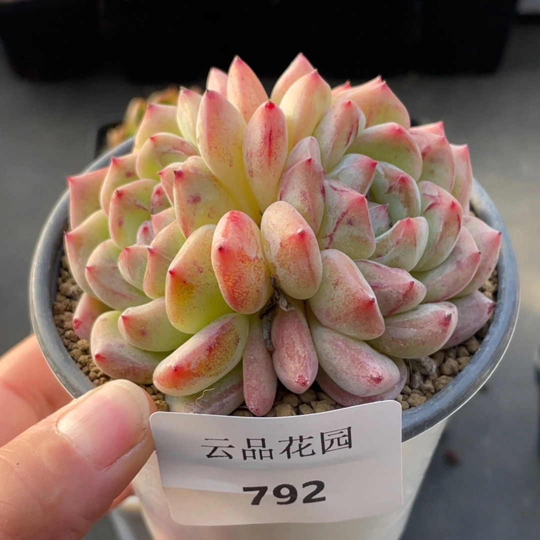 792号糖心冰心珍妮