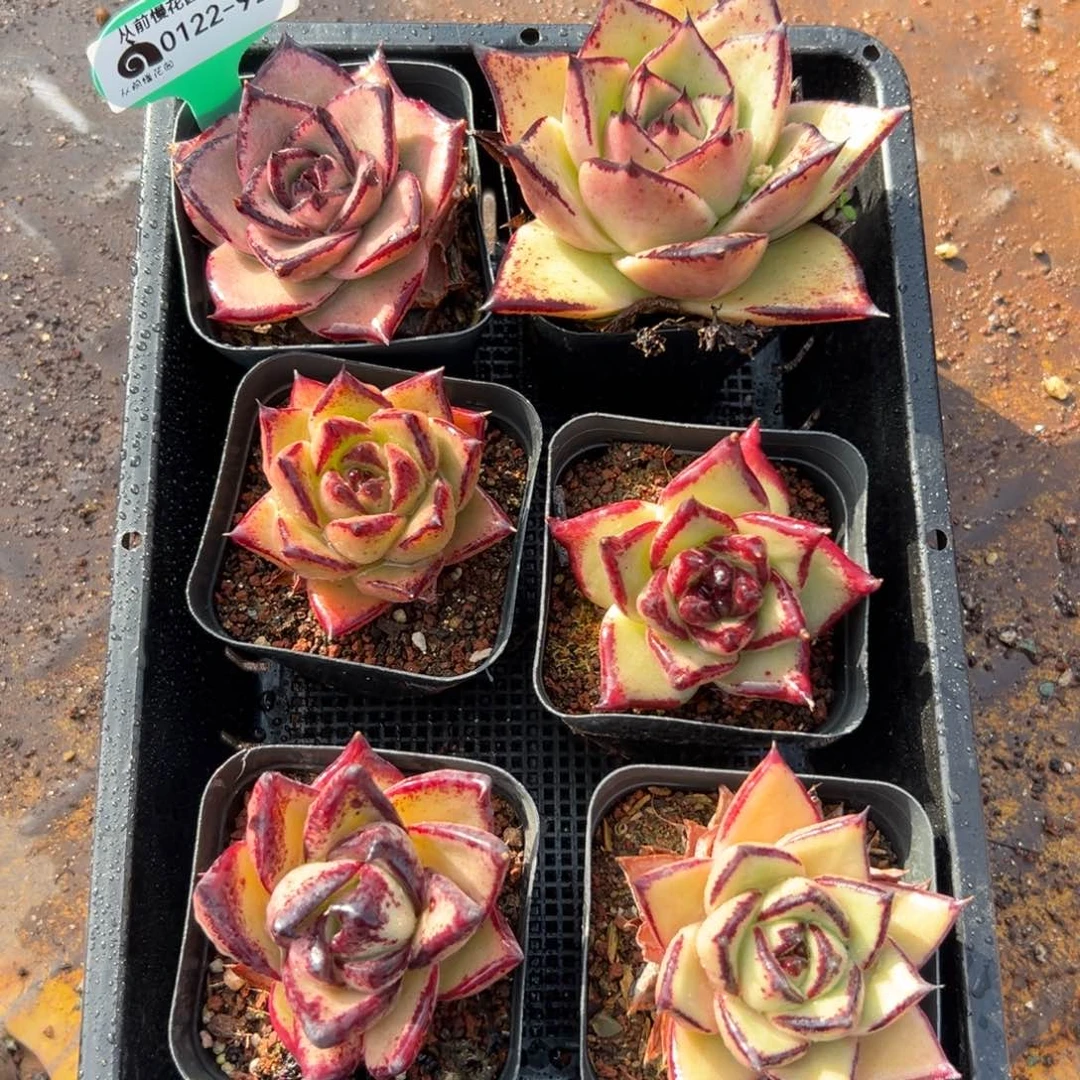 多肉精选编号0122.92