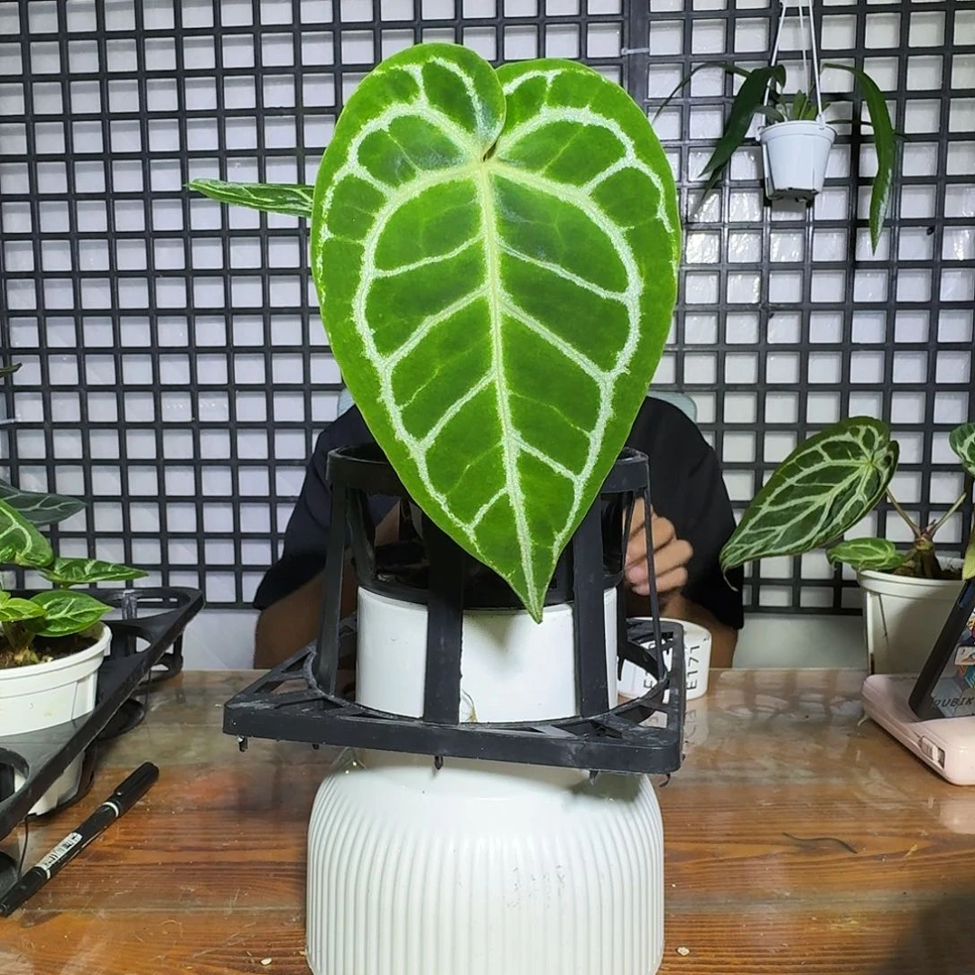 是***啊无花朵一物一拍E167