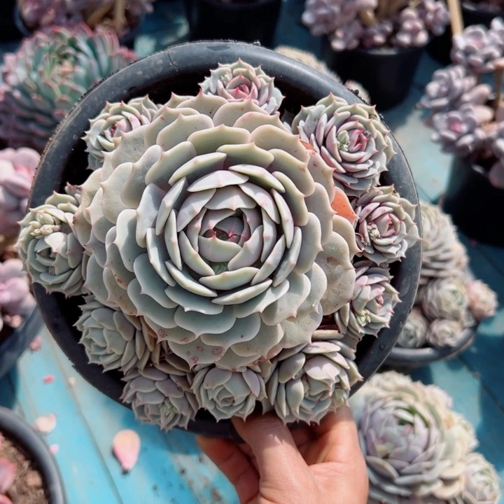 精品多肉植物老桩