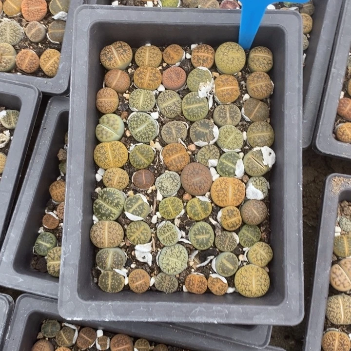 用***0生石花等植物的生长625