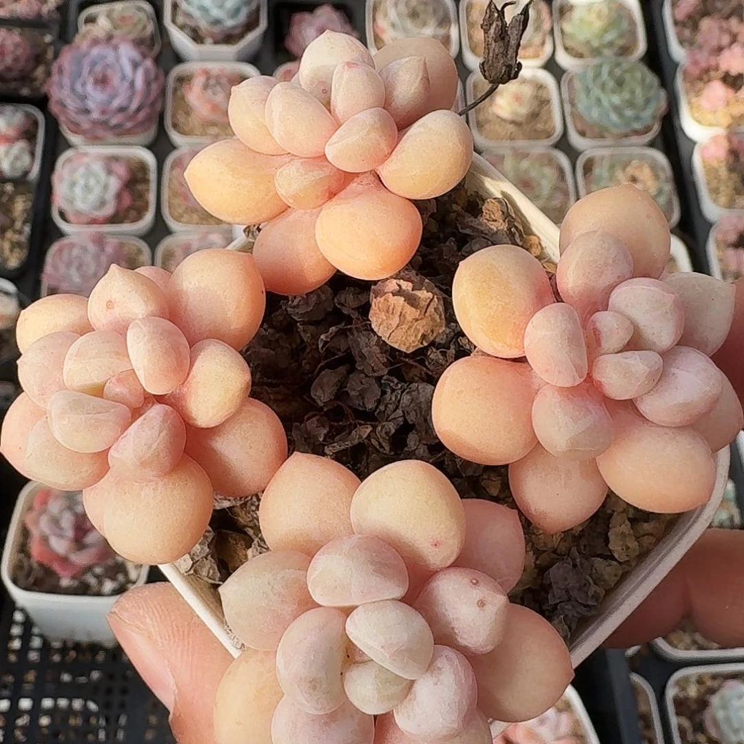 泡泡糖群生多肉老桩4头