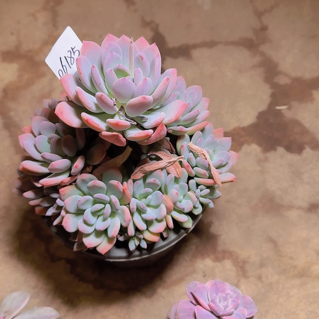 06185灰姑娘多肉