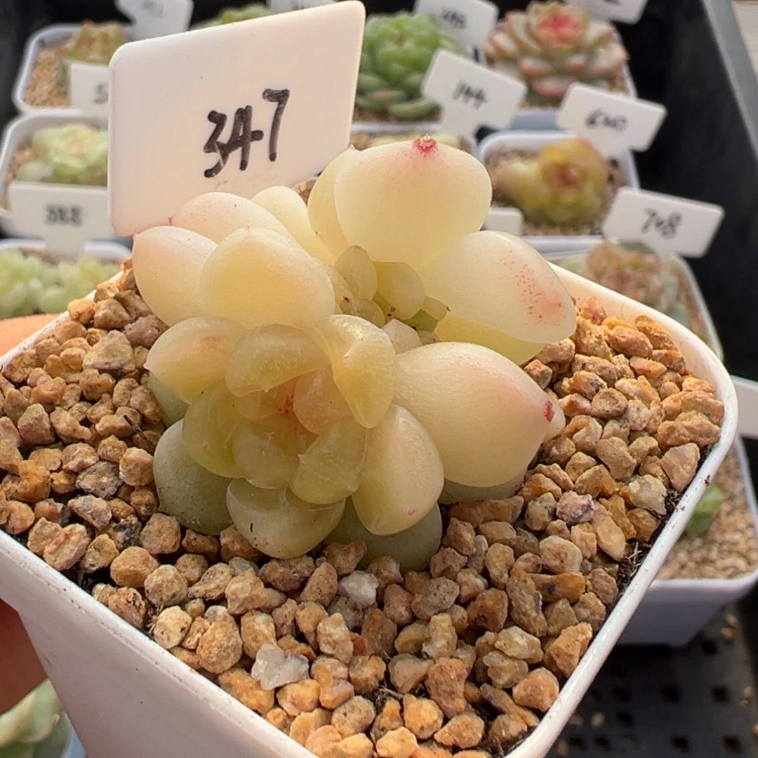 347号财富密码现金