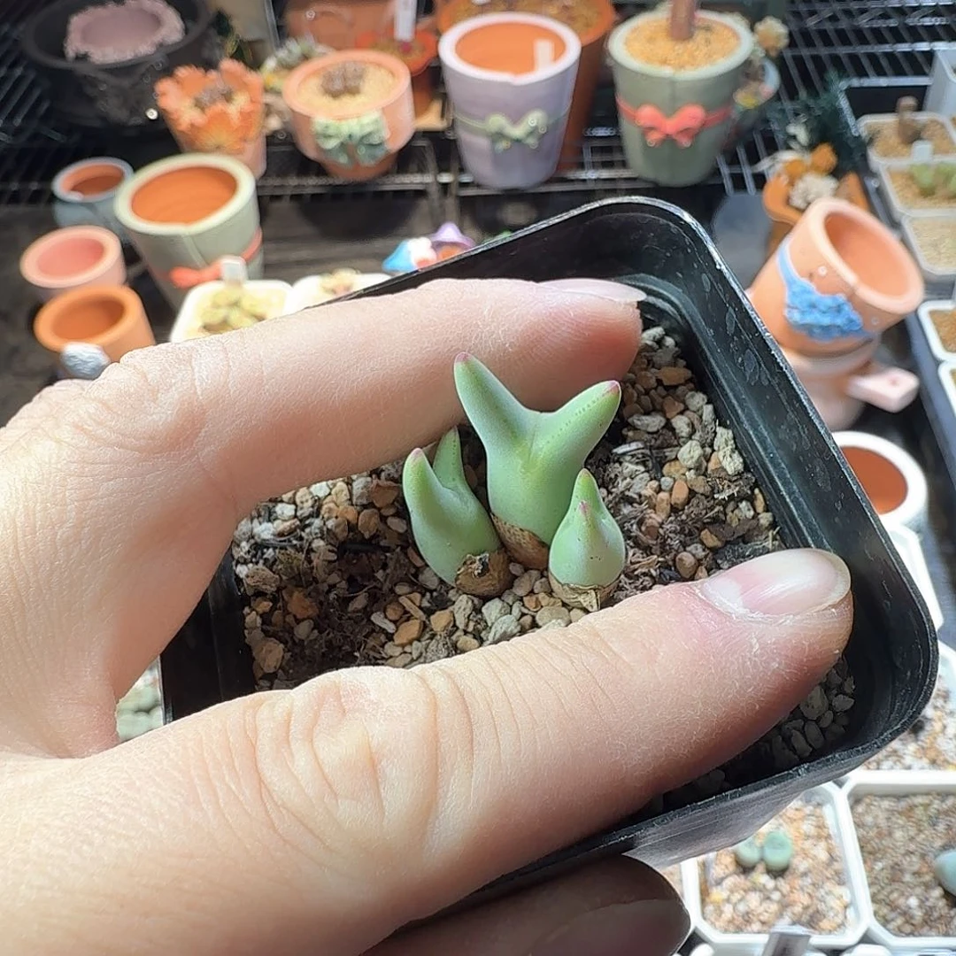 西*露dy1 西米露 尖耳皮卡丘