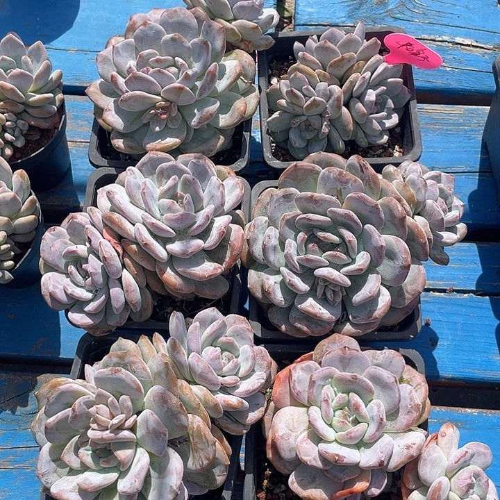 六盆奶盖多肉植物9023