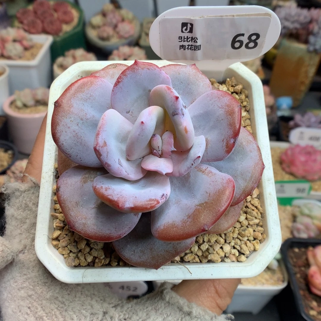 68奶茶多肉植物一物一拍