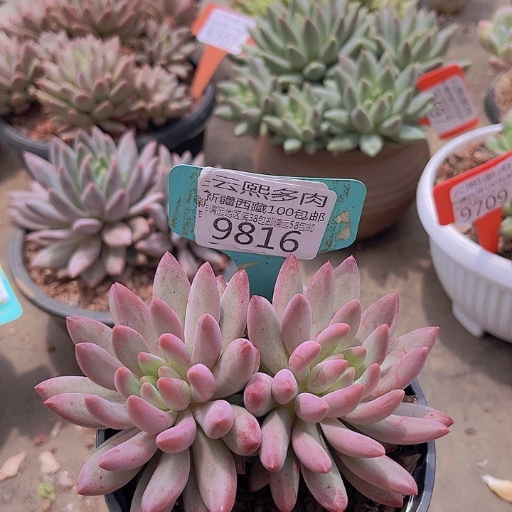 9816虞美人。