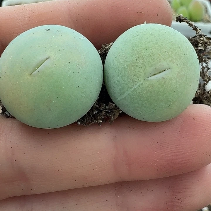 轻****L老马生石花v嘴1826