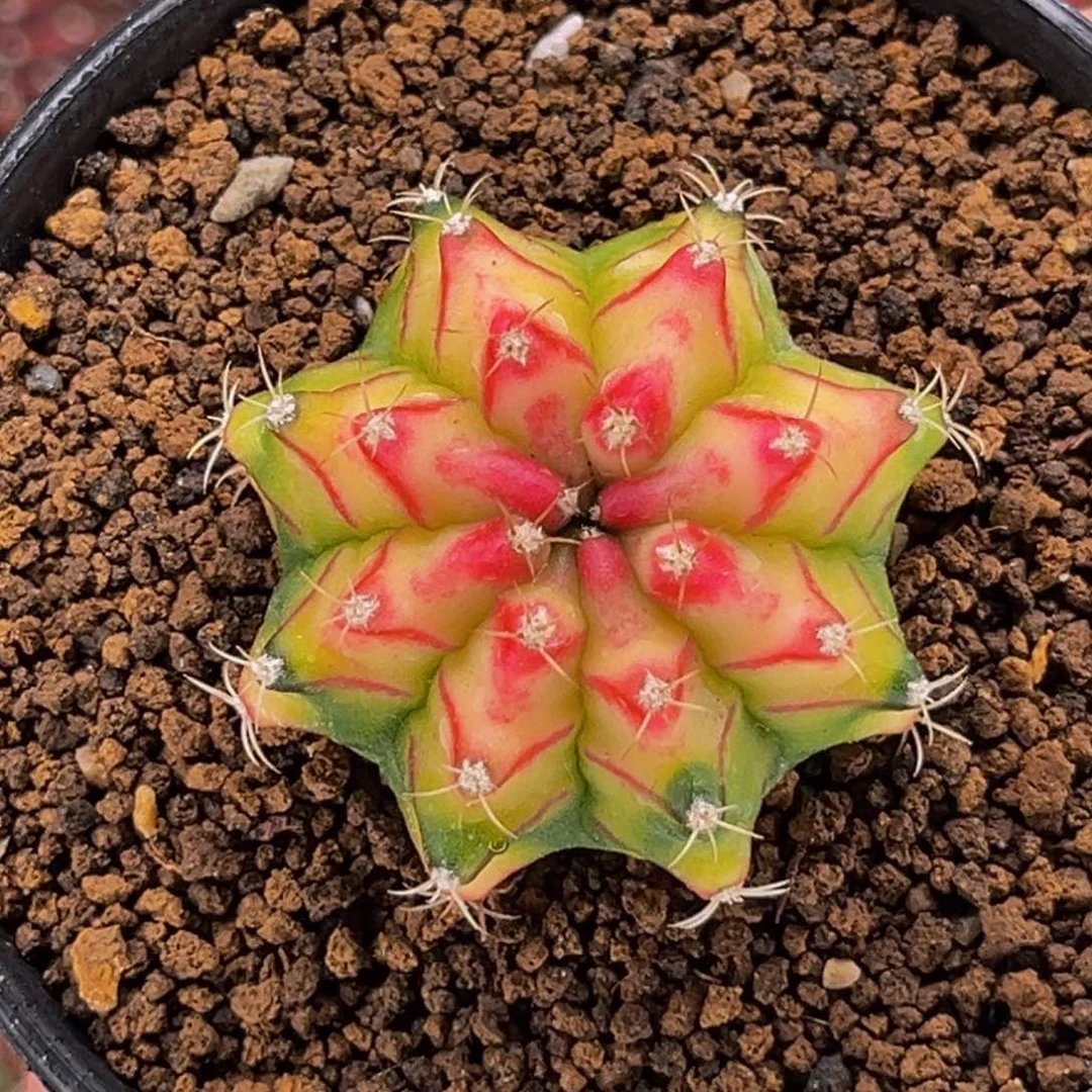 实生黄穹顶 米哈仙人球