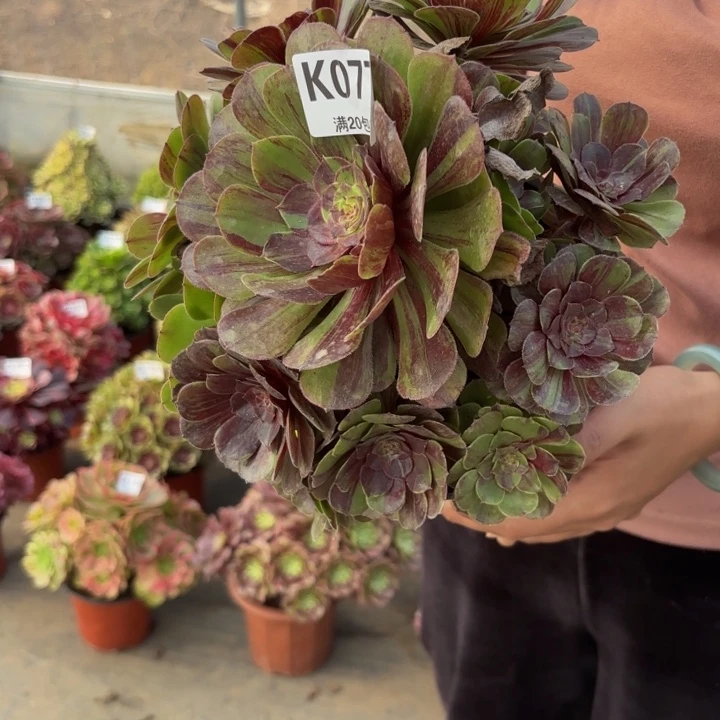 瑞妈多肉植物077花月夜