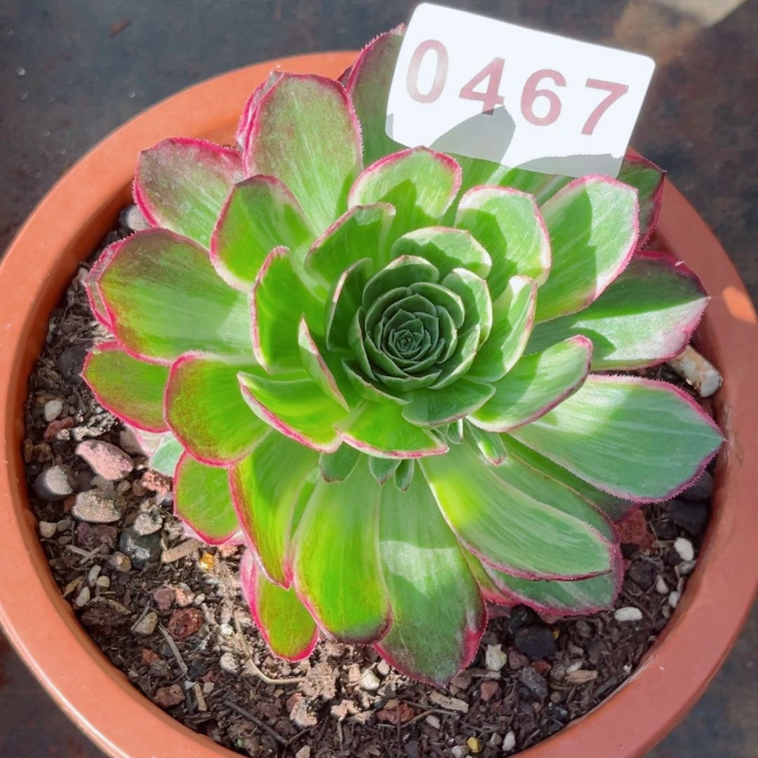 万花筒多肉发货发货