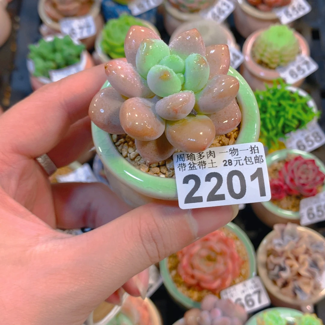 5厘米盆精控多肉2201