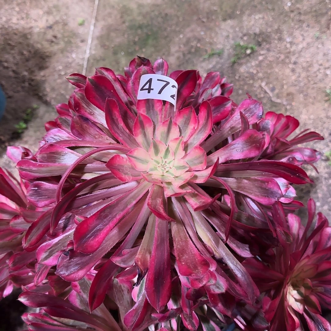 多肉植物法师红彤472