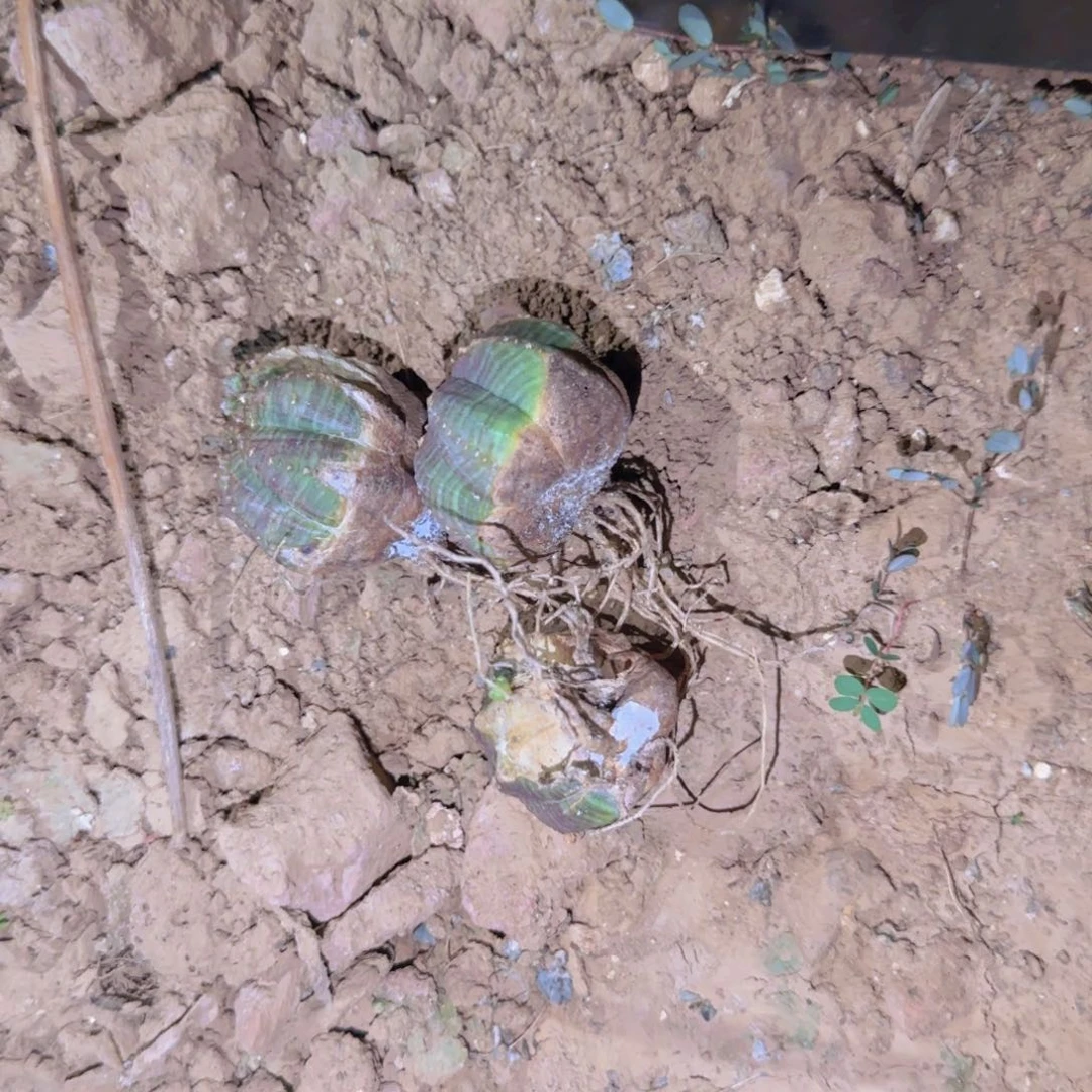 块根植物块根植物