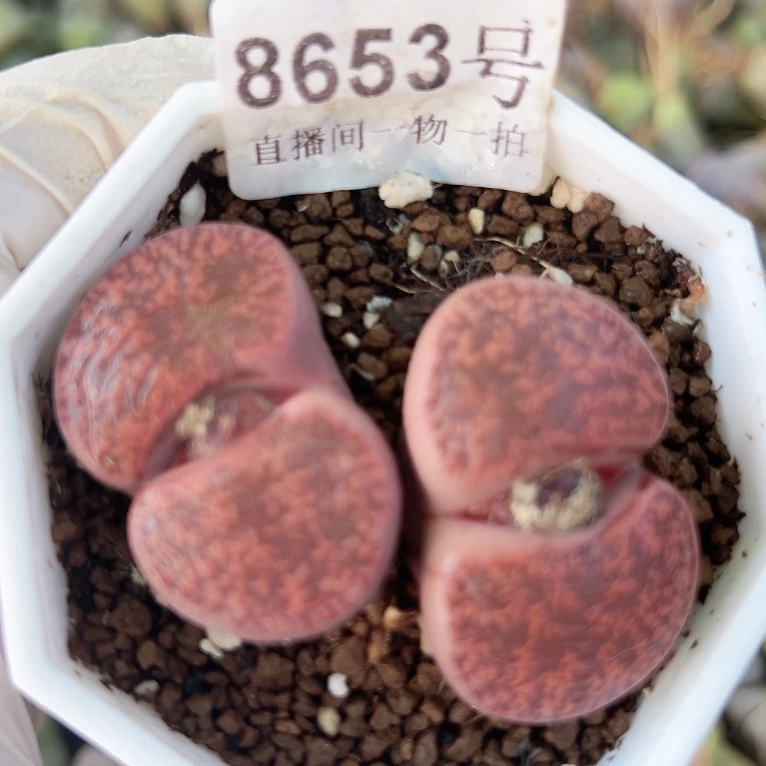 8653 好养易活生石花大母本