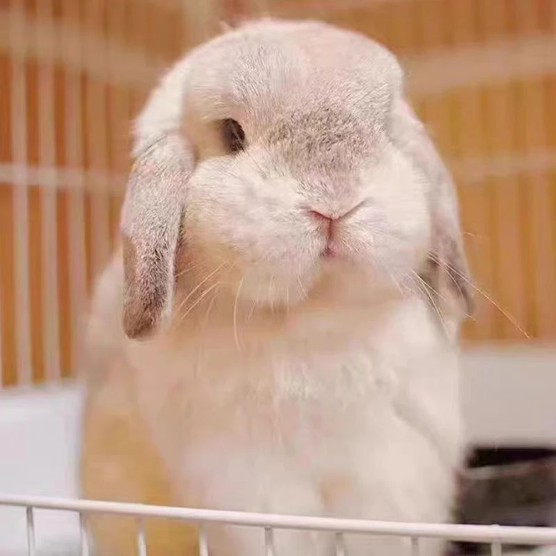 活体宠物兔茶杯兔长不大不咬人迷你侏儒兔儿童宿舍猫猫兔