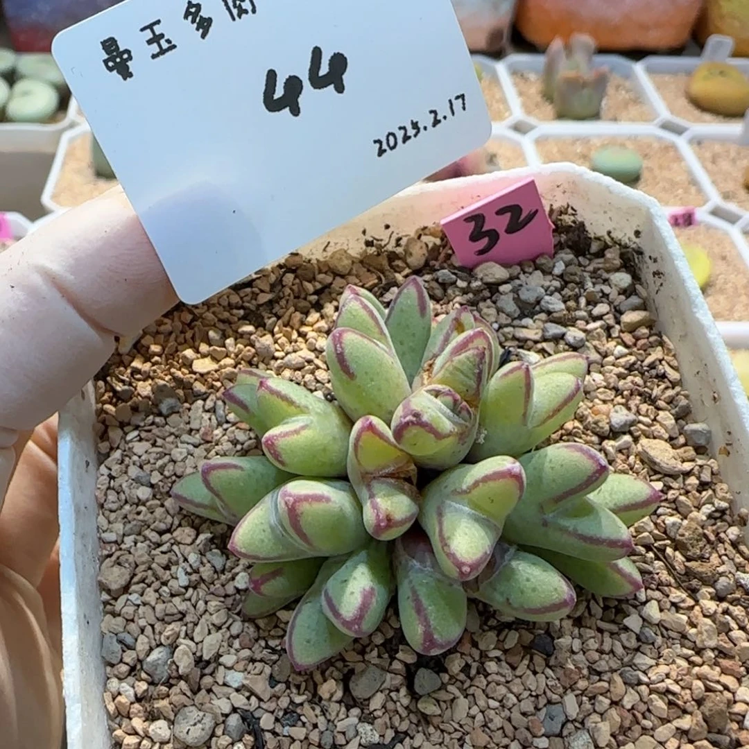 T**天多肉多肉多肉2.17-044晴天