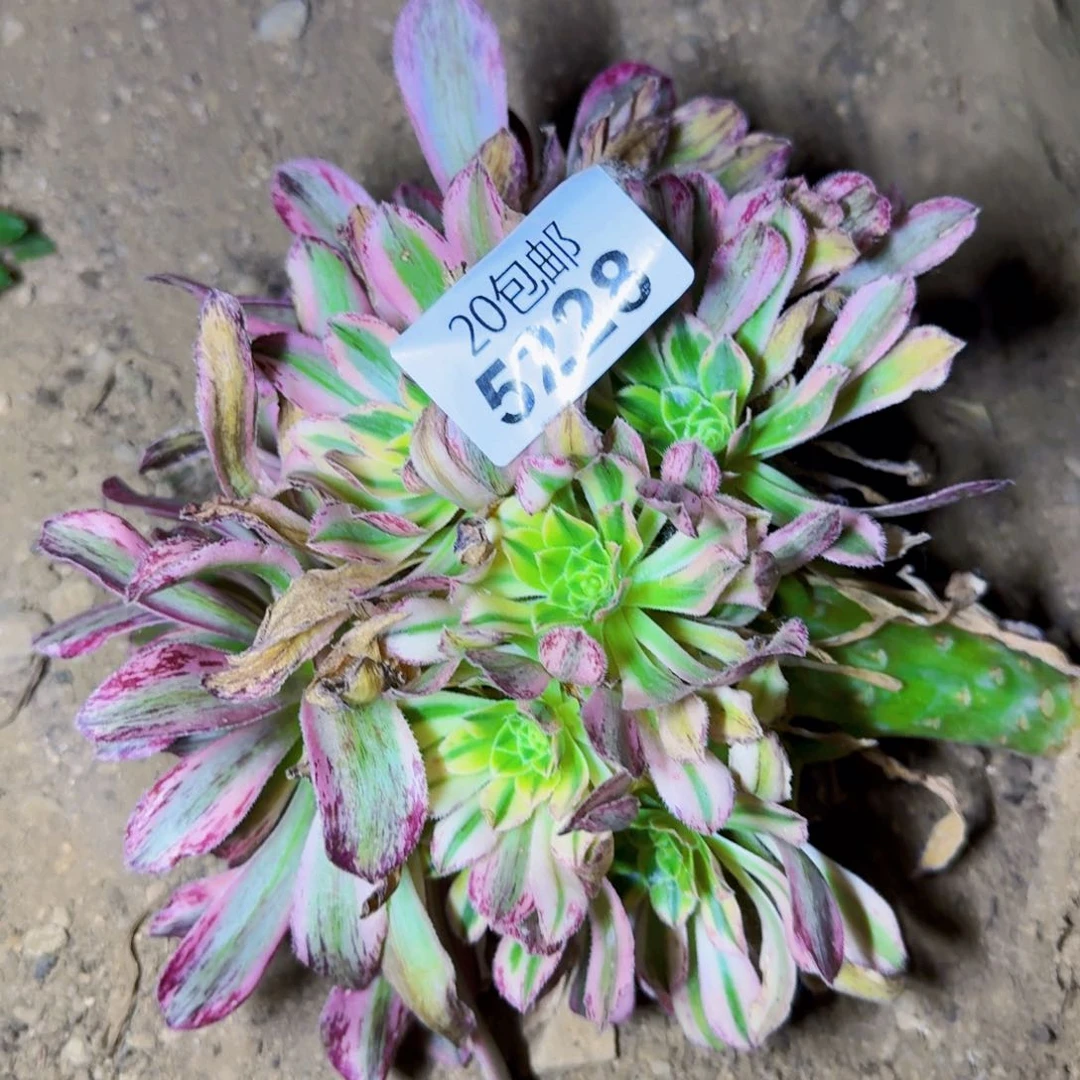 养****?5228艳日伞缀化啊