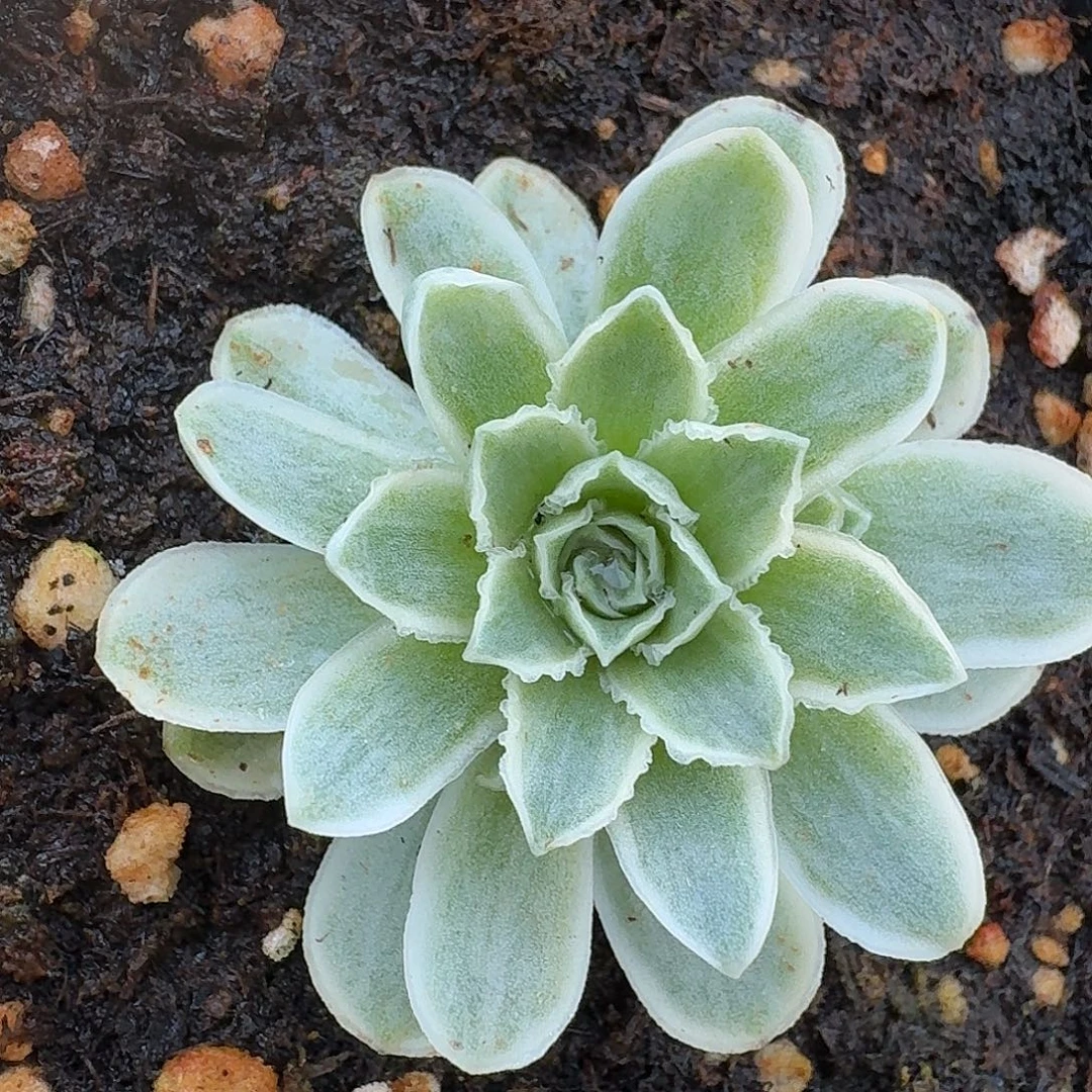 福利，蕾丝秋夕手捧