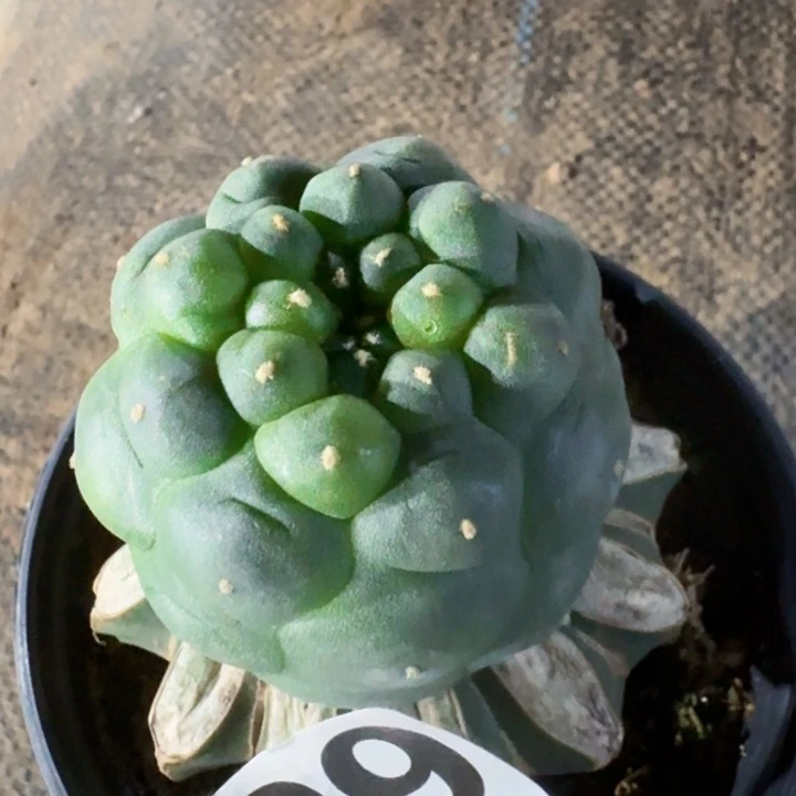 661佛头仙仙人球